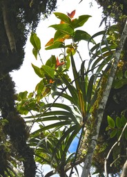 “fenêtre “sur Syzygium cordemoyi .bois de pomme à grandes feuilles et Pandanus montanus .