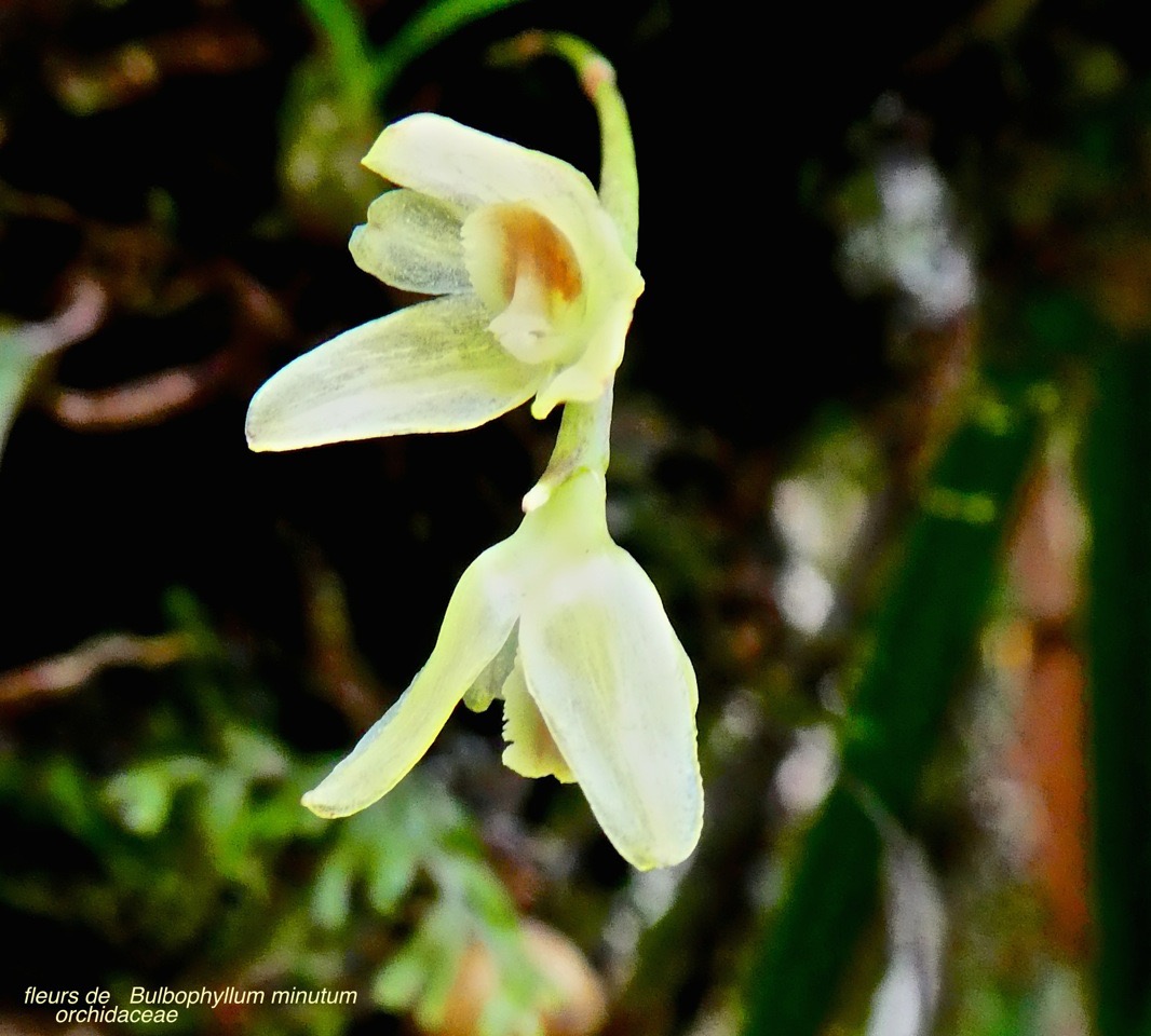 Fleurs de Bulbophyllum minutum . orchidaceae P1590390