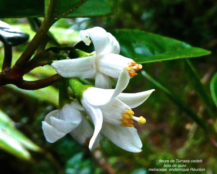 Fleurs de Turraea cadetii . bois de quivi . meliaceae P1590379