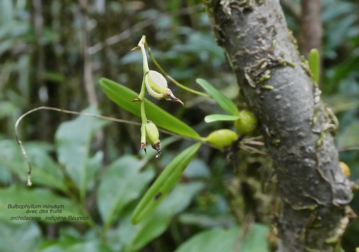 fruits de Bulbophyllum minutum . orchidaceae P1590508