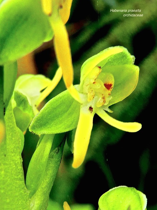 Habenaria praealta . orchidaceae P1590436