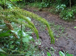 Huperzia squarrosa - LYCOPODIACEAE - indigène Réunion, Maurice