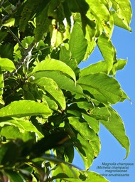 Magnolia champaca .(ex  Michelia champaca )  Champac  .P1590109