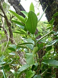 Melicope obscura . bois de catafaille . rutaceae .P1590253