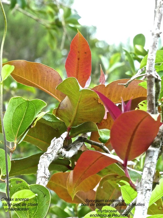 Syzygium cordemoyi . bois de pomme à grandes feuilles et Smilax anceps .liane croc de chien .P1590573