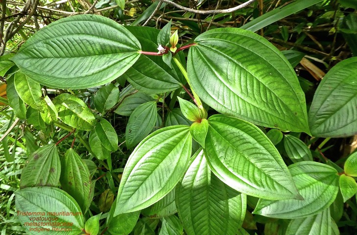 Tristemma mauritianum . voatouque .P1590208