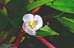 Tristemma mauritianum .voatouque .P1590248