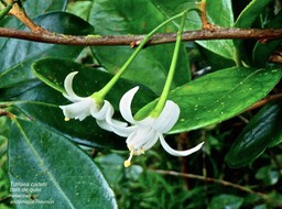 Turraea cadetii . bois de quivi . meliaceae P1590539