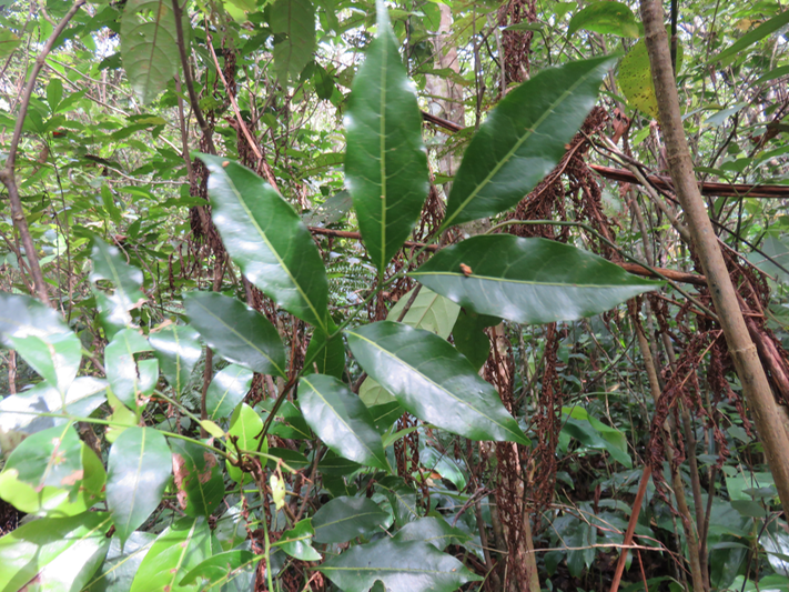 10 Molinaea alternifolia - Tan Georges - SAPINDACEAE - endémique de La Réunion et de Maurice