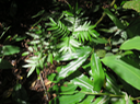 17 Ptisana fraxinea (Sm.) Murdock - Fougère tortue -  Marattiaceae - indigène Réunion (en bas Longoses)