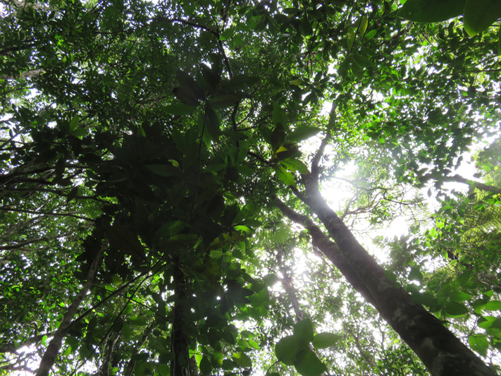 18 ??? Elaeodendron orientale - Bois rouge - CELASTRACEAE - endémique de la Réunion de Maurice et de Rodrigues