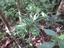 19 Elaeodendron orientale - Bois rouge - CELASTRACEAE - endémique de la Réunion de Maurice et de Rodrigues