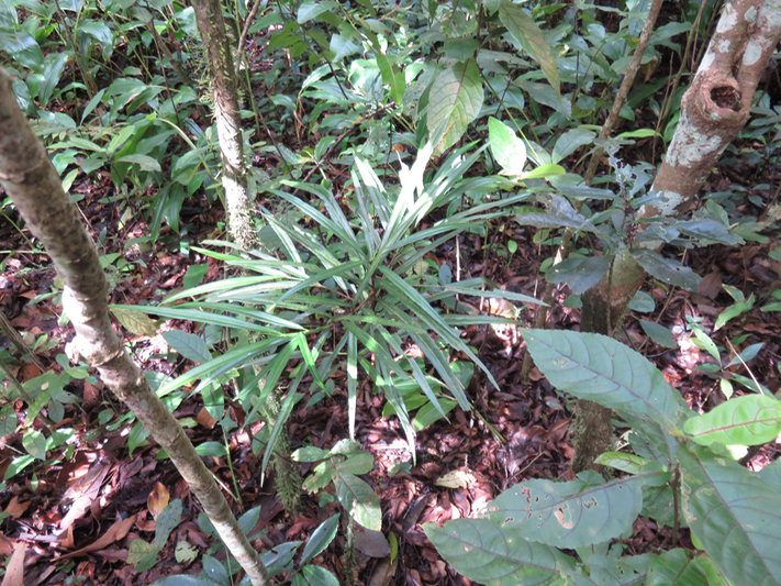 20 Elaeodendron orientale - Bois rouge - CELASTRACEAE - endémique de la Réunion de Maurice et de Rodrigues