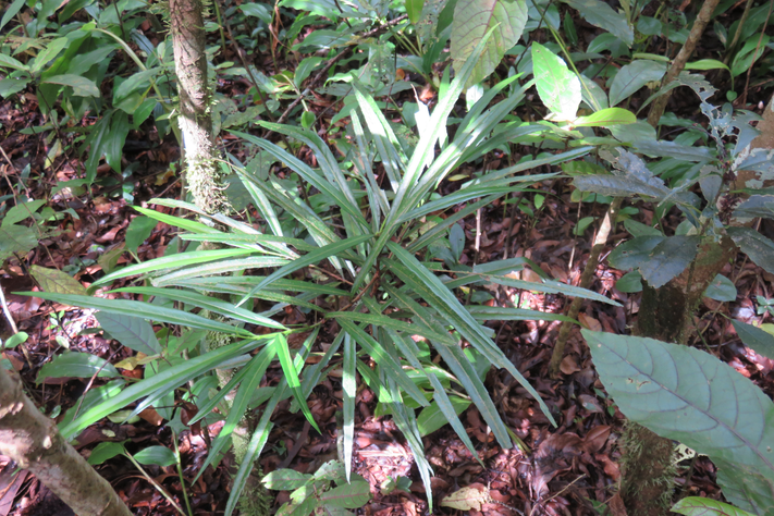 21 Elaeodendron orientale - Bois rouge - CELASTRACEAE - endémique de la Réunion de Maurice et de Rodrigues