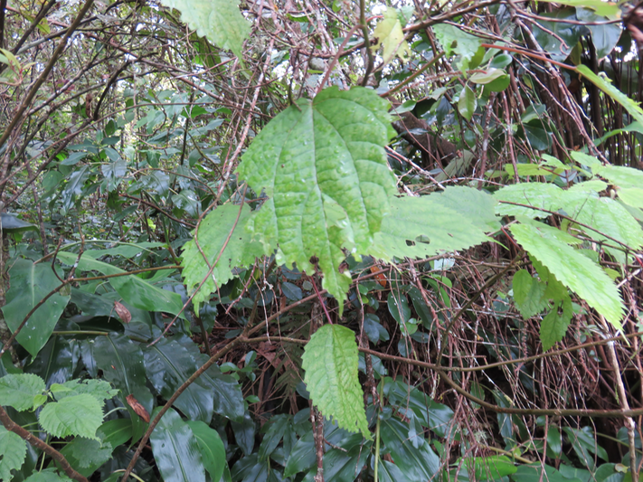 3 ??? Boehmeria stipularis Wedd. -  Bois de source blanc  - Urticaceae - Mascar. (B, ?M), ?Madag.