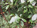33 Bois de source ou Bois de Sapo- Vernonia fimbrillifera- Astéracée - B