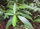 34 Acalypha integrifolia - Bois de violon ou Bois de Charles - Euphorbiacée