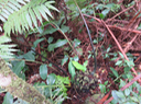 40 Tortue de la tortue Ptisana fraxinea (Sm.) Murdock - Fougère tortue -  Marattiaceae - indigène Réunion