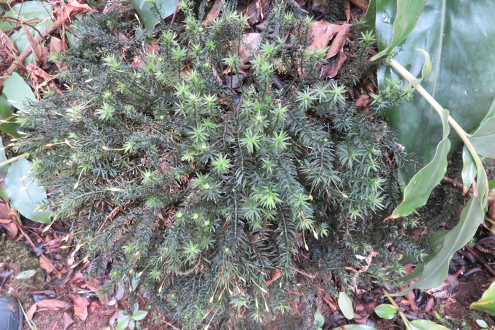 44 Polytrichastrum formosum - - Polytrichaceae - Indigène Réunion