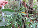 4Ochrosia borbonica - Bois jaune - Apocynaceae  - endémique de la Réunion et de Maurice