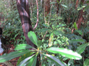 5 Protection ONF ? PN ? (produit noir ) sur Ochrosia borbonica - Bois jaune - Apocynaceae  - endémique de la Réunion et de Maurice