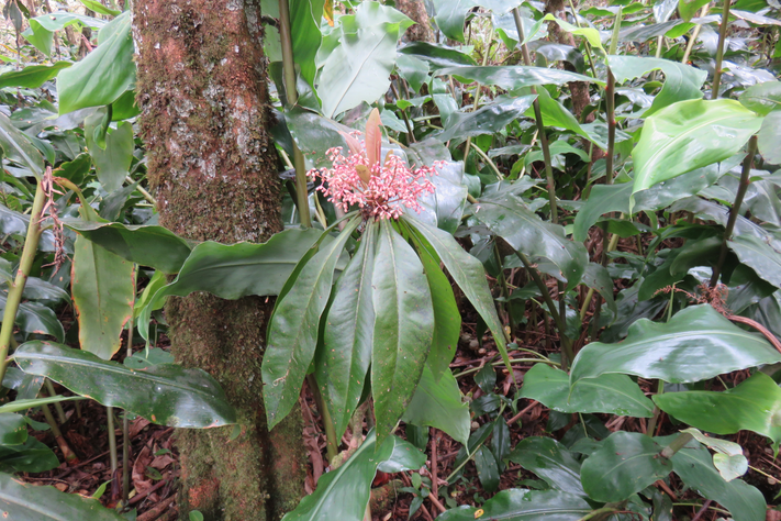 53  Badula borbonica - Bois de savon - Myrsinacée  monocaule Fleurs