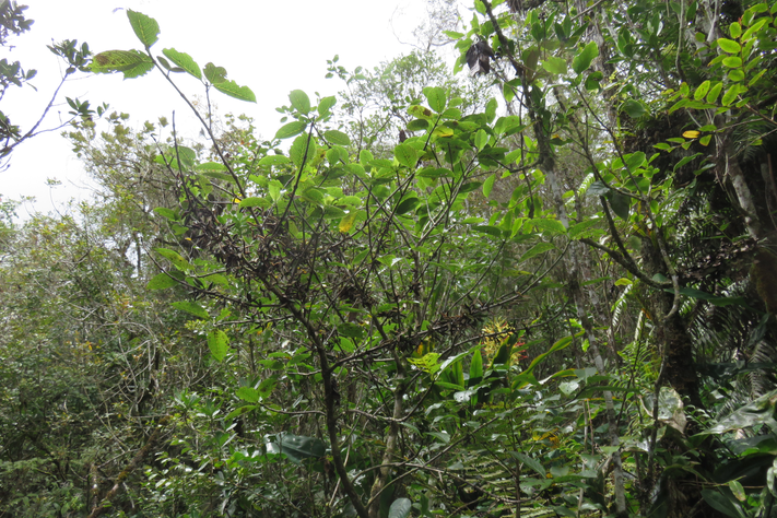 54 Geniostoma borbonicum - Bois de piment ou Bois de rat - Loganiaceae