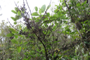 55 Geniostoma borbonicum - Bois de piment ou Bois de rat - Loganiaceae
