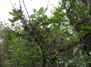 56 Geniostoma borbonicum - Bois de piment ou Bois de rat - Loganiaceae
