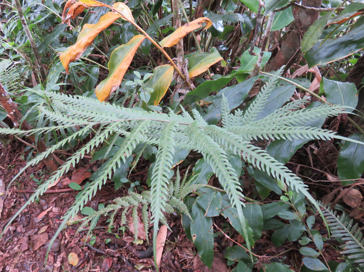 57 Pteris scabra Bory ex Willd -  - Pteridaceae - Indigène La Réunion