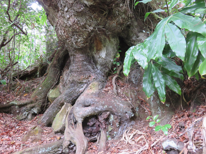 59 Vénérable et très vieil Agarista salicifolia - Bois de rempart - Ericacée