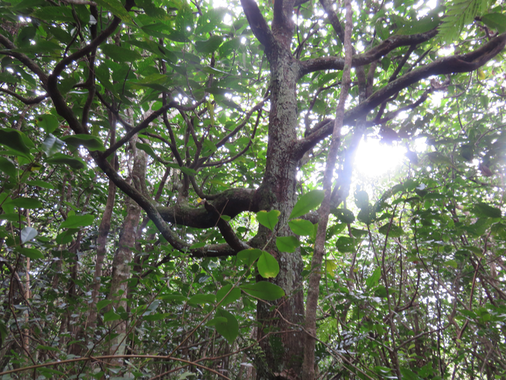 60 Cordemoya integrifolia -Bois de perroquet  - Euphorbiaceae