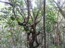 61 Cordemoya integrifolia -Bois de perroquet  - Euphorbiaceae