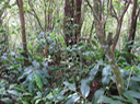 7 Au centre, arbuste bien droit, rameaux étagés, Coffea mauritiana - Café marron -  RUBIACEE - endémique de La Réunion et de Maurice