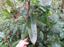 9 Claoxylon parviflorum - Petit Bois d'oiseau- Euphorbiacée - B