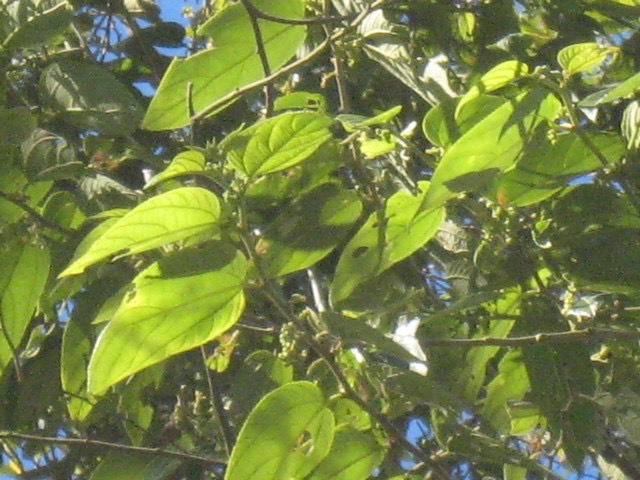 11 3 Trema orientalis, bois d'and rèze, feuilles Makes pIMG 0415