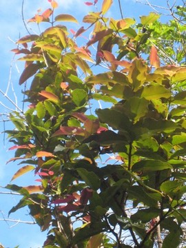 17 3 Syzygium, bois de pomme, feuilles Makes IMG 0430