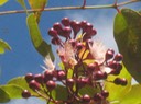 17 4 Syzygium, bois de pomme, fleurs Makes MIMG 0455
