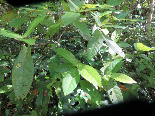 1 Acalypha integrifolia Willd. - Bois de violon. Bois de Charles - Euphorbiaceae - Madagascar, Réunion, Île Maurice