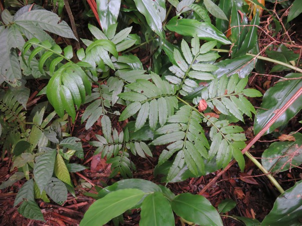 17 Ptisana fraxinea (Sm.) Murdock - Fougère tortue -  Marattiaceae - indigène Réunion