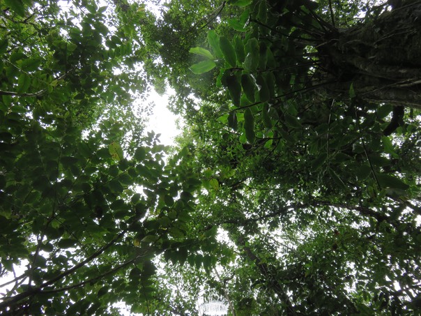 18 Très haut au centre les feuilles de  Sideroxylon imbricarioides ou Sideroxylon majus - Bois de fer - Sapotaceae