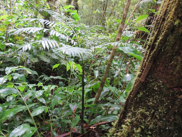 20 Ptisana fraxinea (Sm.) Murdock - Fougère tortue -  Marattiaceae - indigène Réunion