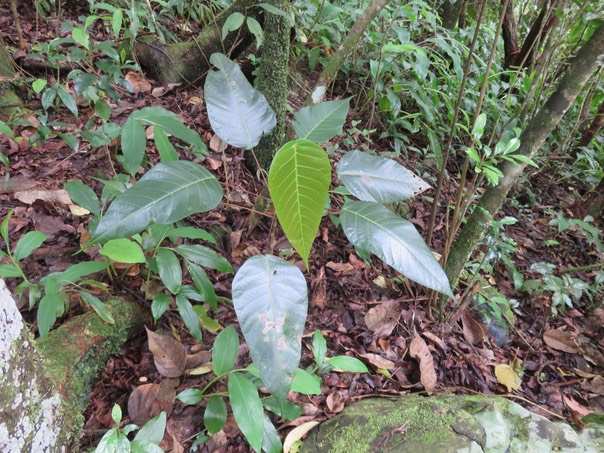 25 Jeune pied de Cordemoya integrifolia -Bois de perroquet  - Euphorbiaceae