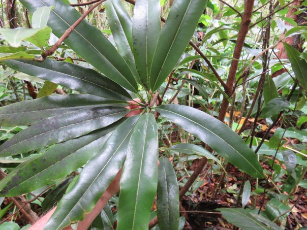 30 Sideroxylon imbricarioides ou Sideroxylon majus - Bois de fer - Sapotaceae
