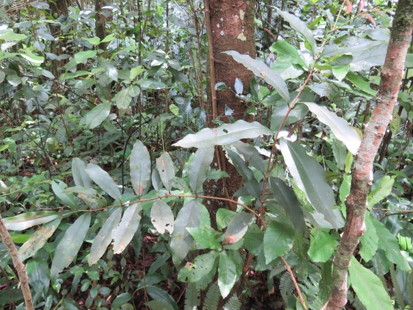 42 Syzygium cordemoyi - Bois de pomme à grandes feuilles - Myrtacée - B