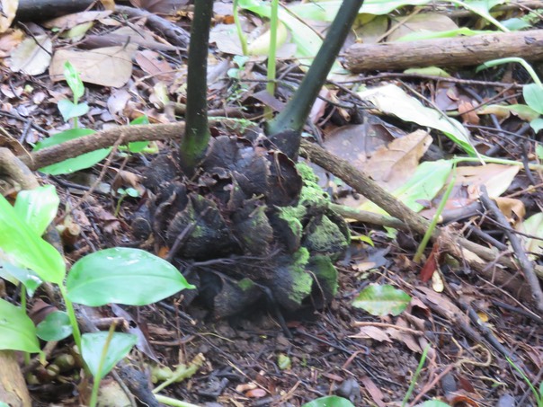 48 Tortue de  Ptisana fraxinea (Sm.) Murdock - Fougère tortue -  Marattiaceae - indigène Réunion