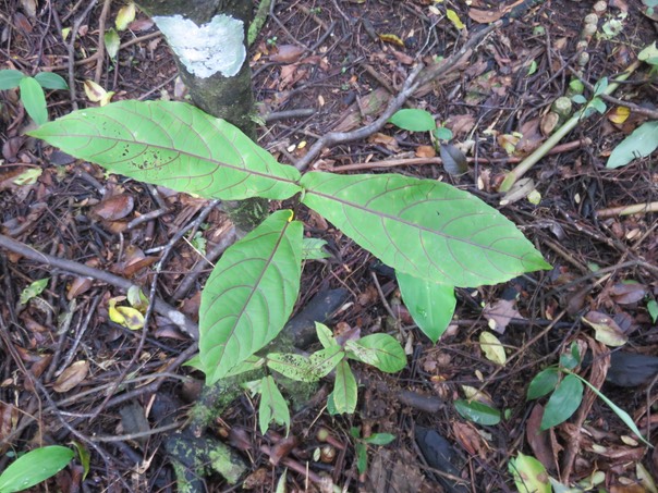 50 Acalypha integrifolia Willd. - Bois de violon. Bois de Charles - Euphorbiaceae - Madagascar, Réunion, Île Maurice