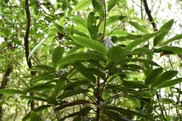 Bois de fer - Sideroxylon majus - SAPOTACEAE - Endémique Réunion