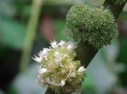 Détail fleur mâle, fleur femelle d'Elatostema fagifolium - URTICACEAE - Endémique Réunion