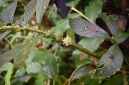 Elatostema fagifolium - URTICACEAE - Indigène Réunion